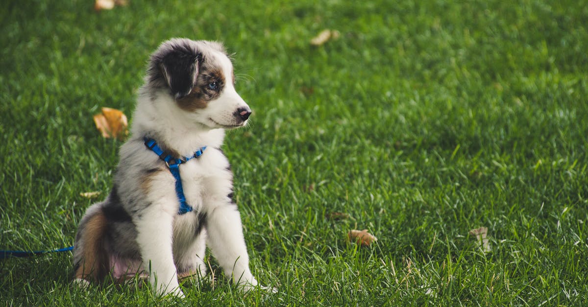 Training for Dogs