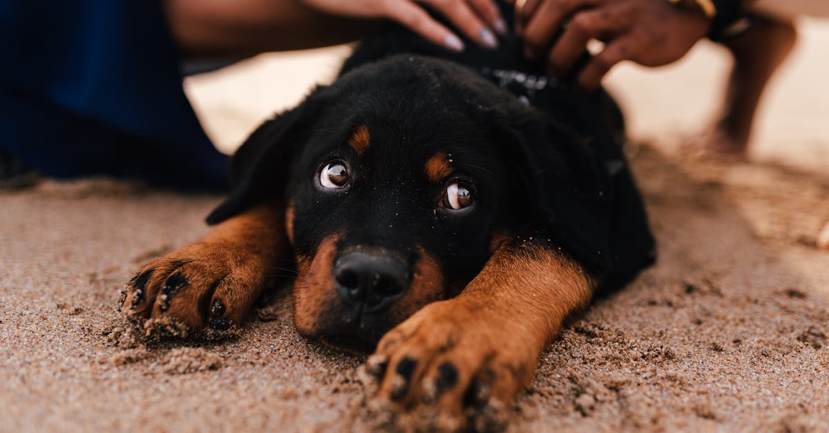 Dog Training