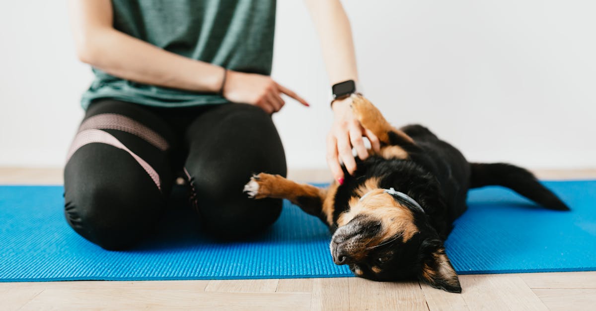 Training Your Dog