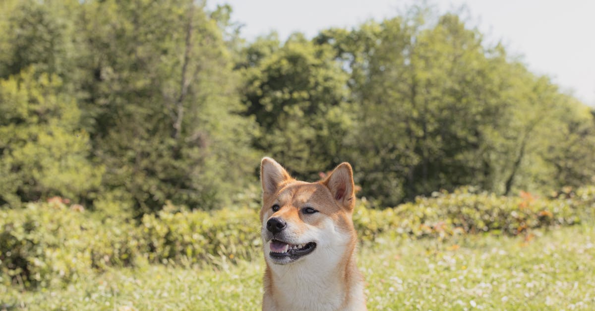 Canine Training