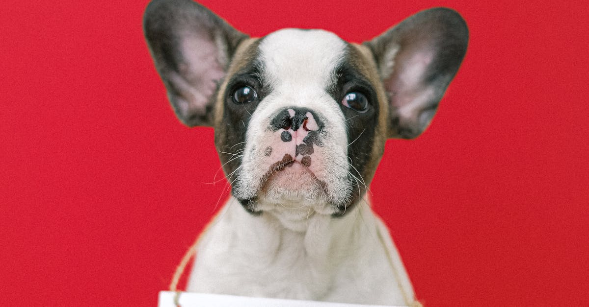 Dog Obedience Training